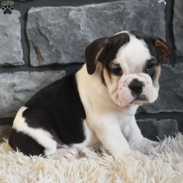 Biscuit, Beabull Puppy