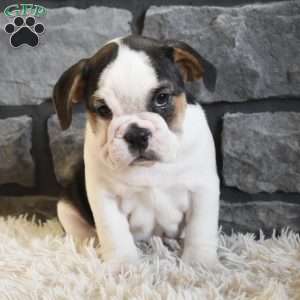 Biscuit, Beabull Puppy