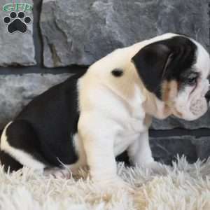 Biscuit, Beabull Puppy