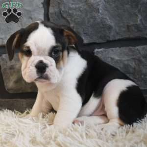 Biscuit, Beabull Puppy