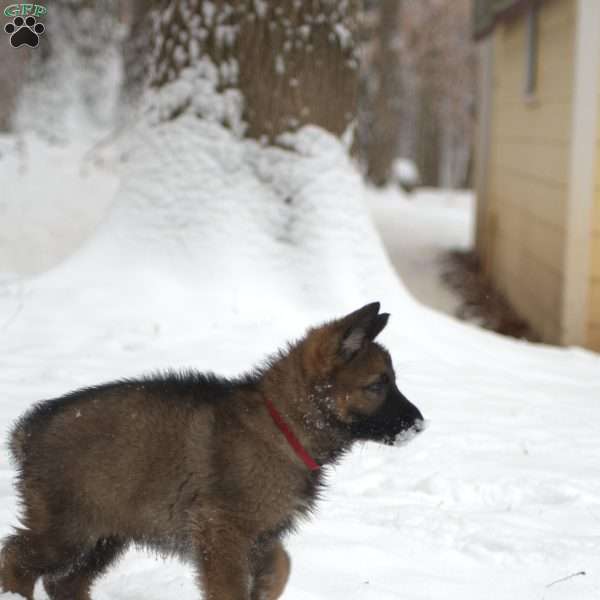 Sage, German Shepherd Puppy