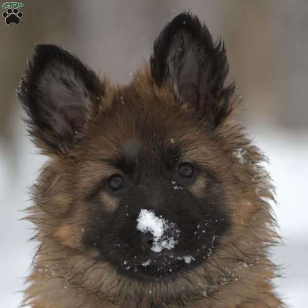 Big Orange, German Shepherd Puppy