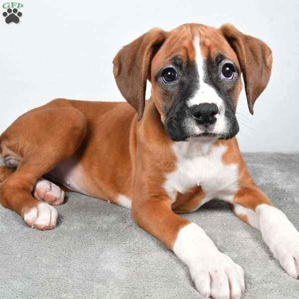 Annie, Boxer Puppy