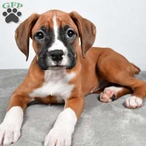 Annie, Boxer Puppy