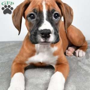 Annie, Boxer Puppy
