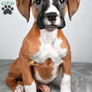 Annie, Boxer Puppy