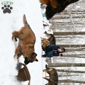 Big Orange, German Shepherd Puppy