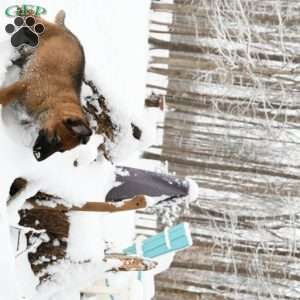 Green, German Shepherd Puppy