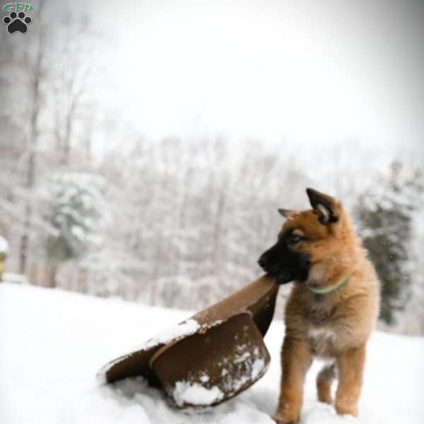 Green, German Shepherd Puppy