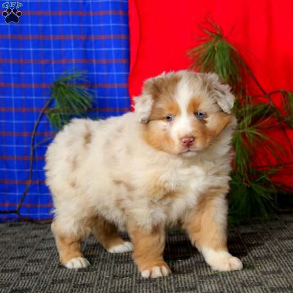 Dahlia, Australian Shepherd Puppy