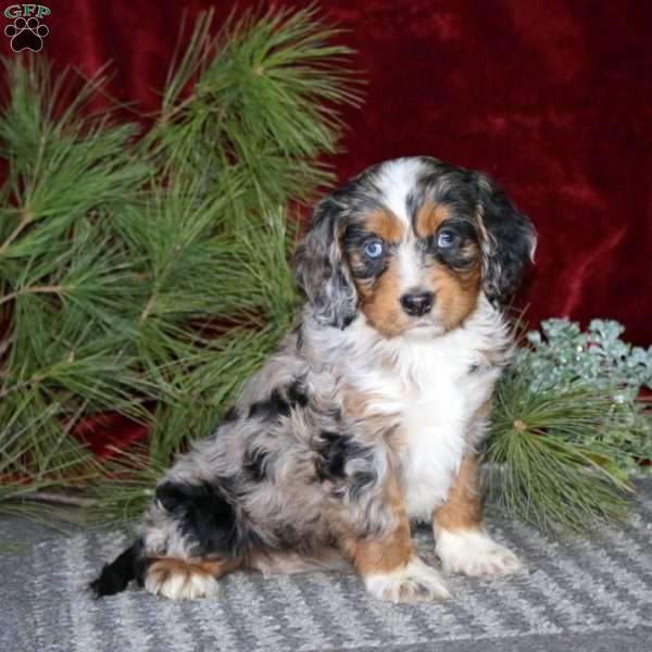 Dahlia, Cockapoo Puppy