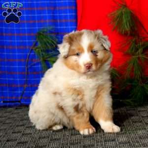 Dahlia, Australian Shepherd Puppy