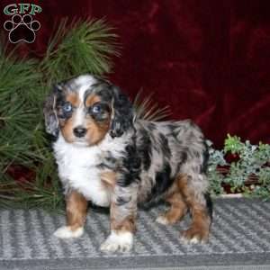 Dahlia, Cockapoo Puppy