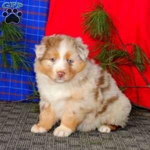 Dahlia, Australian Shepherd Puppy