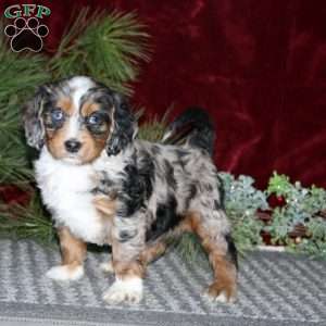 Dahlia, Cockapoo Puppy