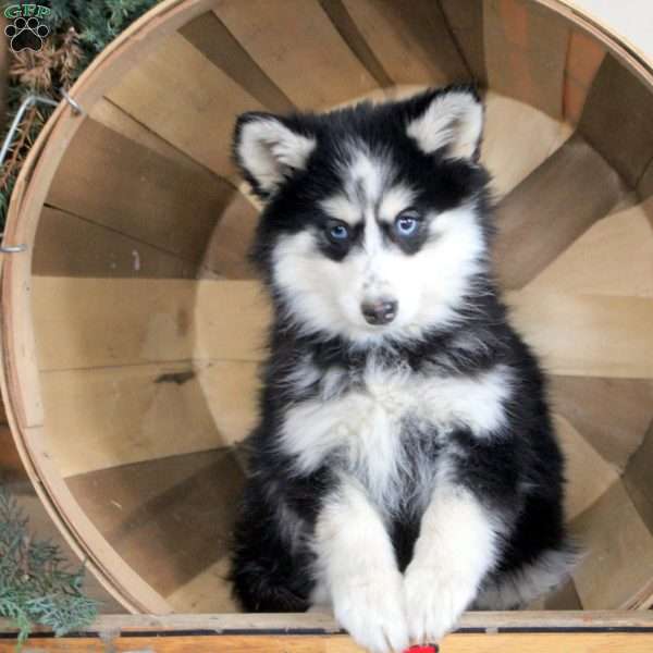Daisy, Pomsky Puppy