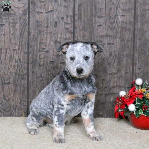 Daisy, Blue Heeler – Australian Cattle Dog Puppy