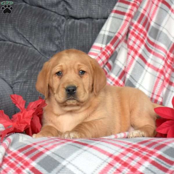 Daisy, Fox Red Labrador Retriever Puppy