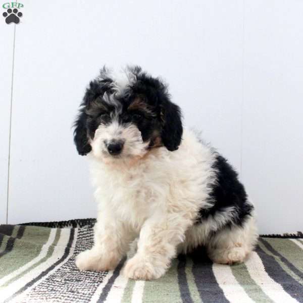 Daisy, Mini Bernedoodle Puppy
