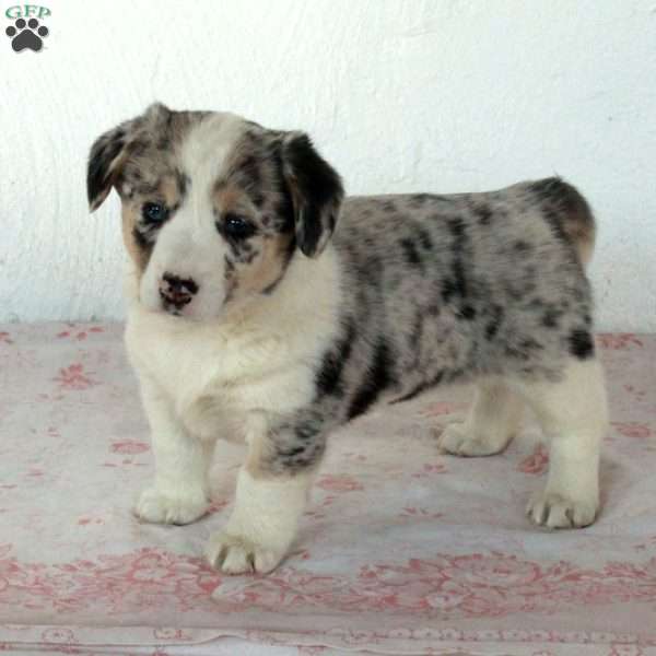 Daisy, Welsh Corgi Mix Puppy