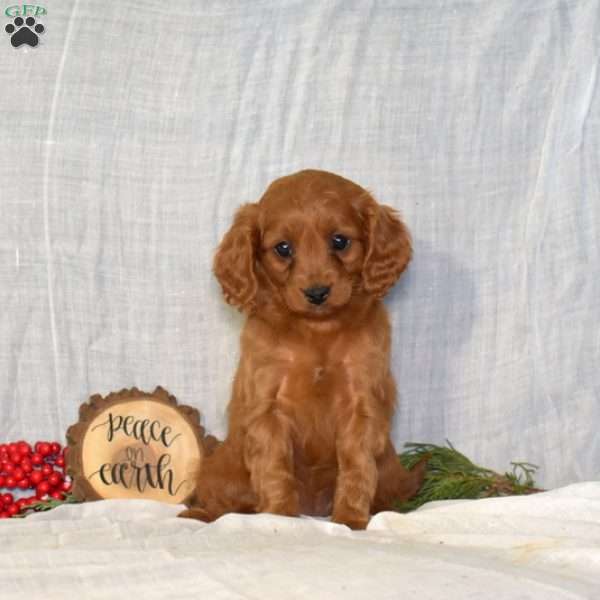 Daisy, Cavapoo Puppy