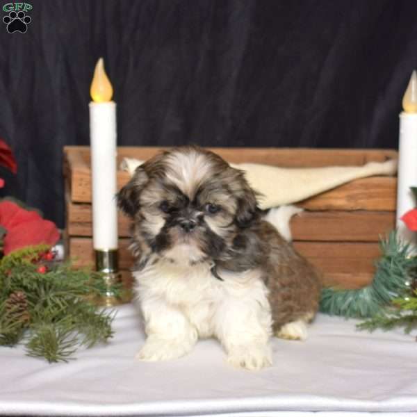 Daisy, Shih Tzu Puppy