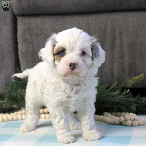 Daisy, Cavapoo Puppy