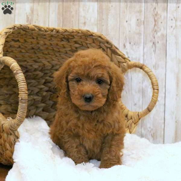 Daisy-F1BB, Mini Goldendoodle Puppy