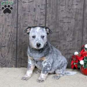 Daisy, Blue Heeler – Australian Cattle Dog Puppy