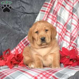 Daisy, Fox Red Labrador Retriever Puppy
