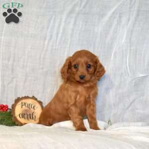 Daisy, Cavapoo Puppy