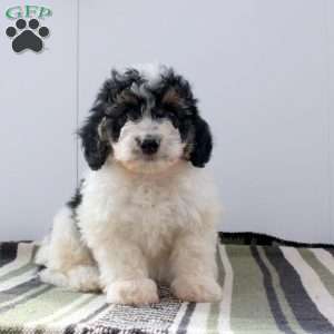 Daisy, Mini Bernedoodle Puppy