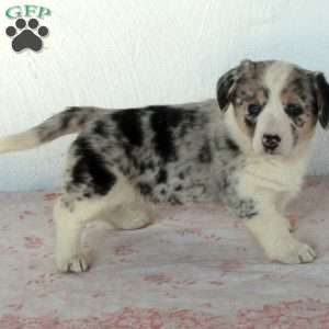 Daisy, Welsh Corgi Mix Puppy