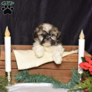 Daisy, Shih Tzu Puppy