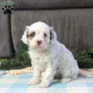Daisy, Cavapoo Puppy