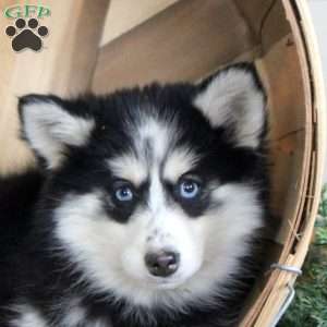 Daisy, Pomsky Puppy