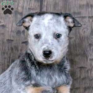 Daisy, Blue Heeler – Australian Cattle Dog Puppy