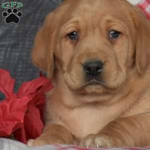 Daisy, Fox Red Labrador Retriever Puppy