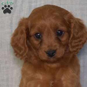 Daisy, Cavapoo Puppy