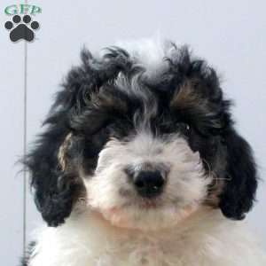 Daisy, Mini Bernedoodle Puppy