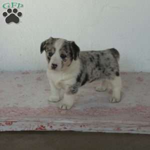 Daisy, Welsh Corgi Mix Puppy