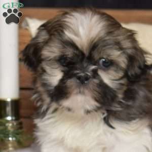 Daisy, Shih Tzu Puppy