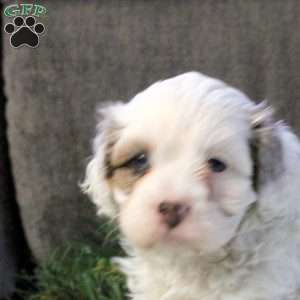 Daisy, Cavapoo Puppy