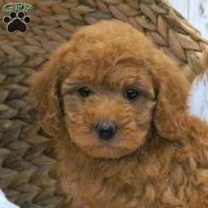 Daisy-F1BB, Mini Goldendoodle Puppy