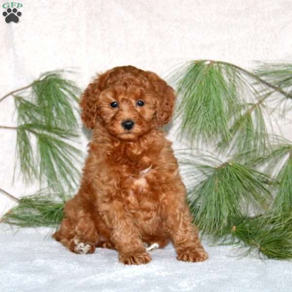 Daisy, Toy Poodle Puppy