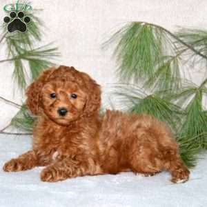 Daisy, Toy Poodle Puppy