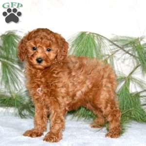 Daisy, Toy Poodle Puppy