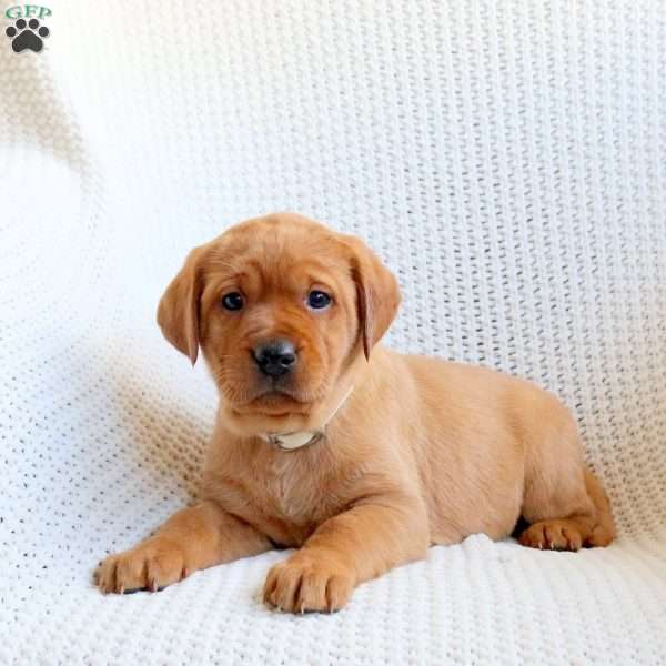 Dakota, Fox Red Labrador Retriever Puppy
