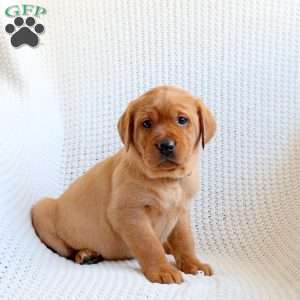 Dakota, Fox Red Labrador Retriever Puppy