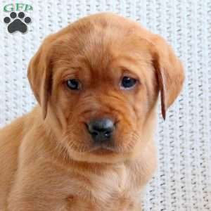 Dakota, Fox Red Labrador Retriever Puppy